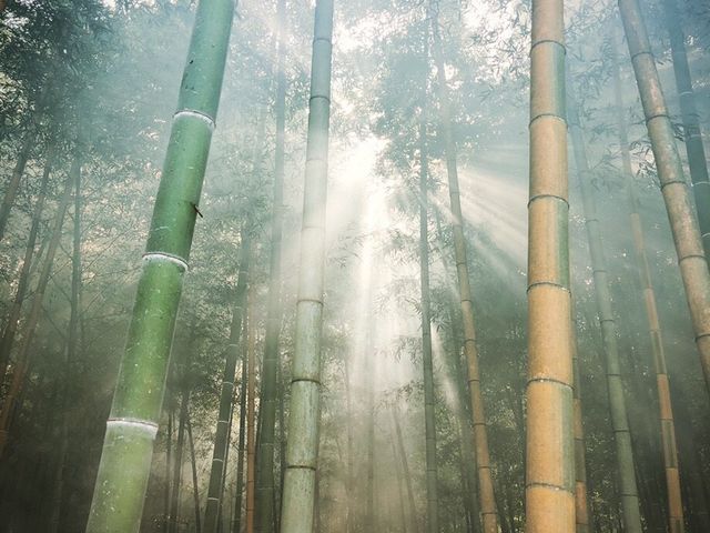 若竹の杜 若山農場