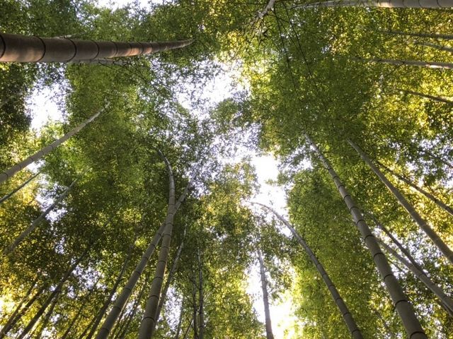 若竹の杜 若山農場
