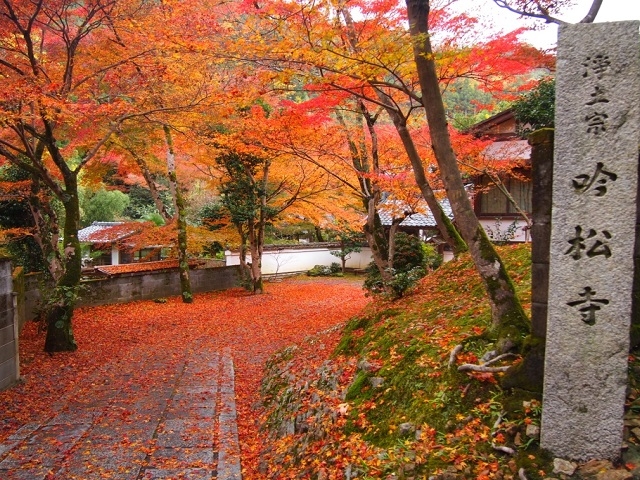 お隣は紅葉の名所「吟松寺」さん。_京都わび茶会