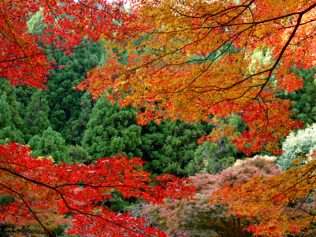 秋は燃えるような紅葉に包まれる。_京都わび茶会