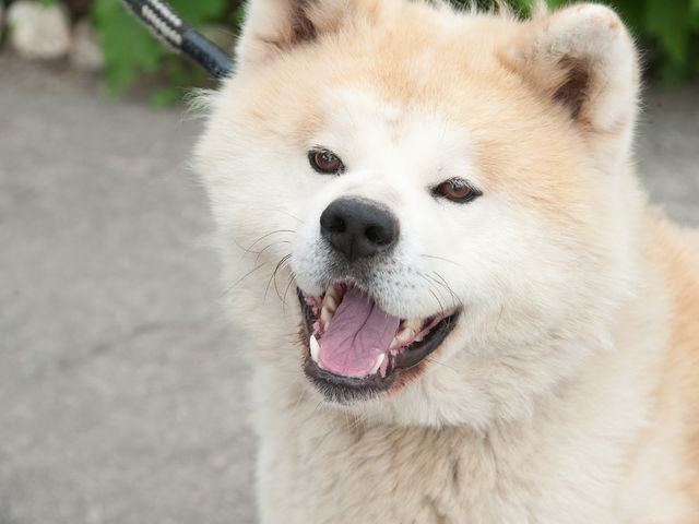 小鉄は秋田犬です。おとなしいですが、檻に手を入れるのはお控えください。_株式会社 風神窯