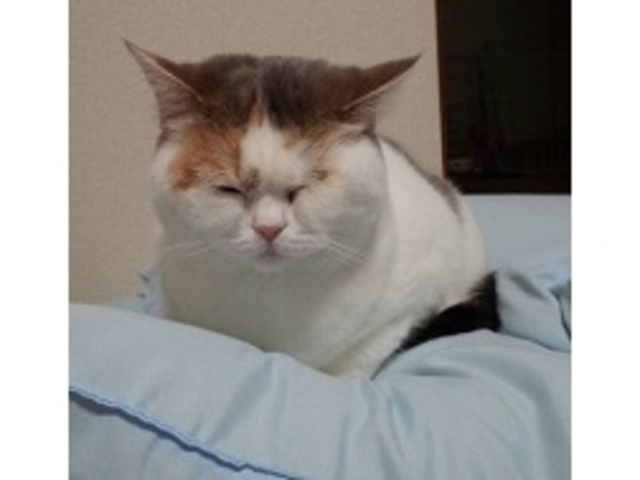 めつぶ_くーちゃんの家