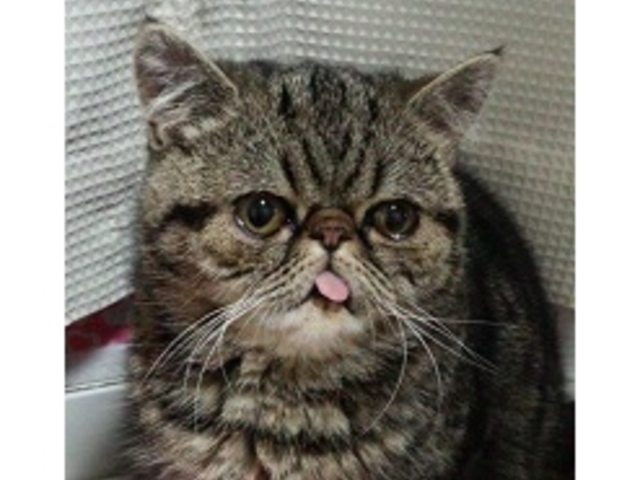 モンブラン_くーちゃんの家
