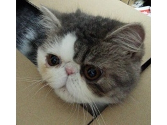 エルマ_くーちゃんの家