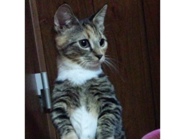 さくら_くーちゃんの家