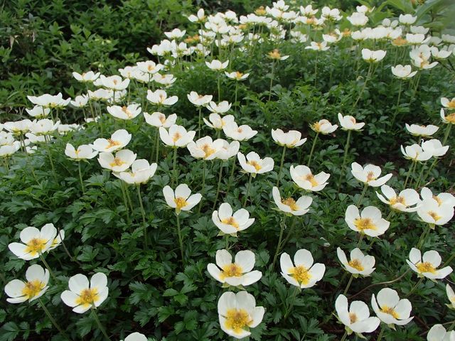 北海道登山ガイド・西田晋輔