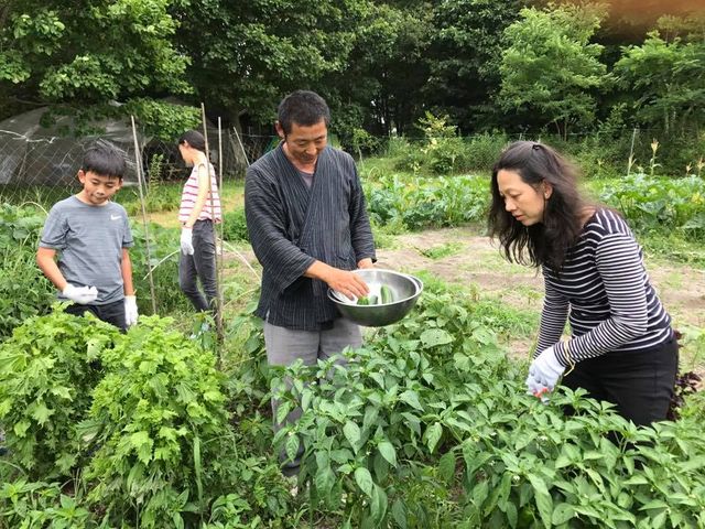 夏野菜収穫_自然栽培ただし〜農園