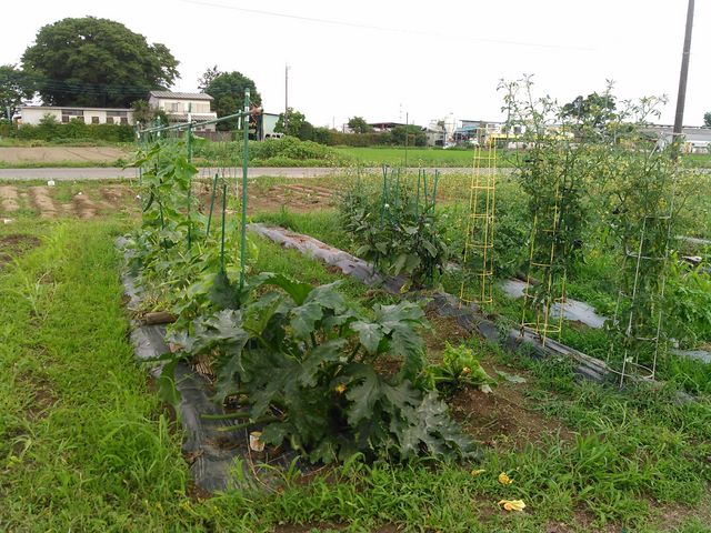 農業未経験のみんなで試行錯誤で野菜を作っています。_体験型農園 みんなの田舎