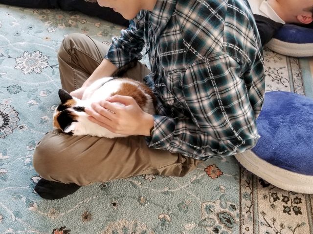 猫カフェ Meow Land
