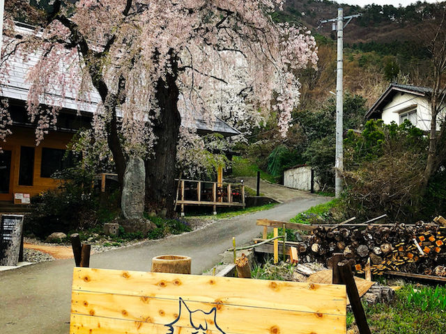 しだれ桜がシンボルのお店です_ねこぽぽテラス