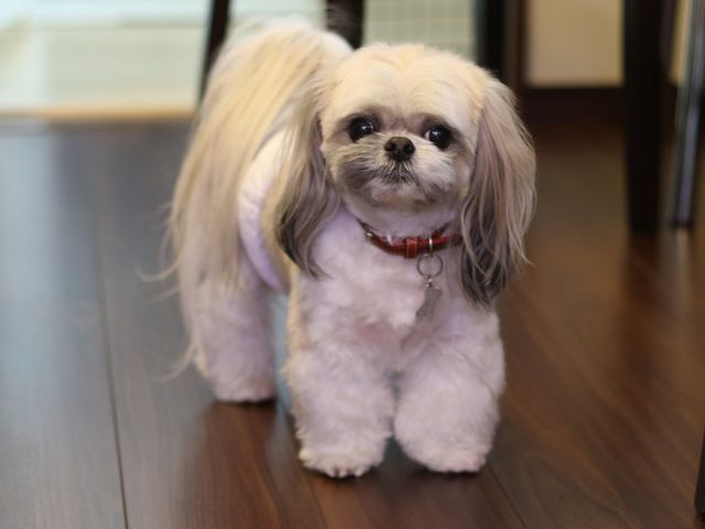 むーす