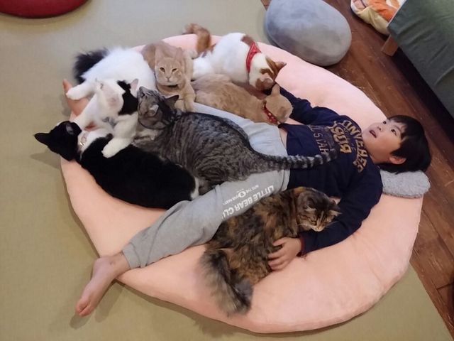 みなみ家にゃんずはこども慣れしているので、小さなお子様でも触れます♪そして保護猫とは思えない美にゃん揃いです!_保護猫カフェ 別邸ねこ処みなみ家