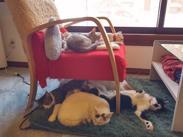 警戒心ゼロなので本気で寝ます♪_保護猫カフェ 別邸ねこ処みなみ家
