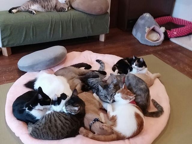 巨大「ねこだんご」ねこ同士もとっても仲良し。_保護猫カフェ 別邸ねこ処みなみ家