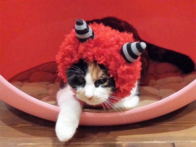 かぶりモノ担当のきぃちゃん。被ったまま1日普通に行動できます!_保護猫カフェ 別邸ねこ処みなみ家