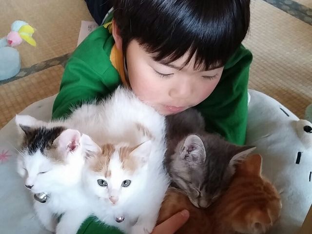 子猫の授乳、預かり、譲渡ボランティアもしているので、凄くちっちゃいチビにゃんがいる事も!_保護猫カフェ 別邸ねこ処みなみ家