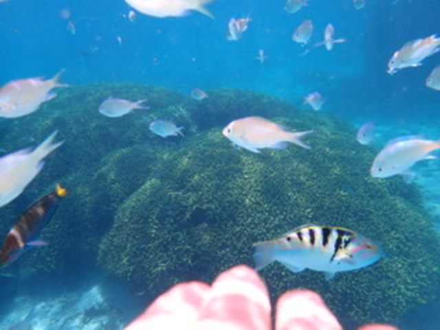 大きなサンゴにたくさんの魚!_バードアイランド はての浜ツアー