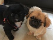 Fulgent of Sakuraの写真2