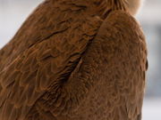 ふれあいカフェ もふりこっとの写真2