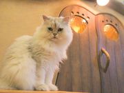 猫カフェ『てまりのおうち』の写真2