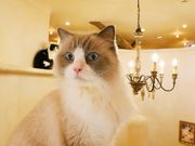 猫カフェ『てまりのおしろ』の写真3