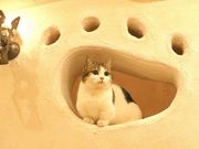 猫カフェ『てまりのおしろ』の写真4