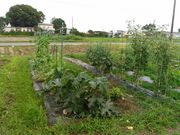 体験型農園 みんなの田舎の写真4