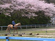 KRC乗馬センターの写真2
