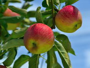 広島の自然歴史体験 センス・オブ・ワンダー広島の写真2