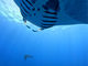 Scuba Diving Salon mardivingの写真4