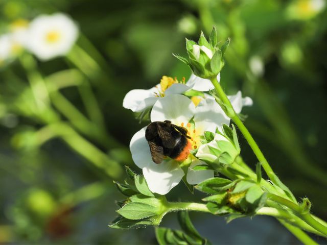 マルハナバチを受粉に利用しております。掴んだりしなければ刺すことはないので、近くに来ても慌てずに優しく接してあげてください。_陽だまり農園