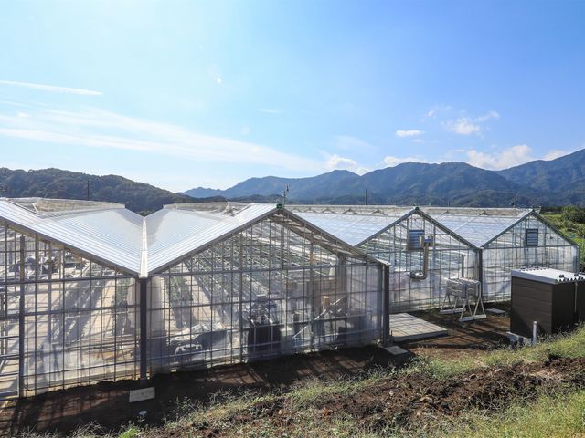 山々に囲まれた中で栽培しております。_陽だまり農園