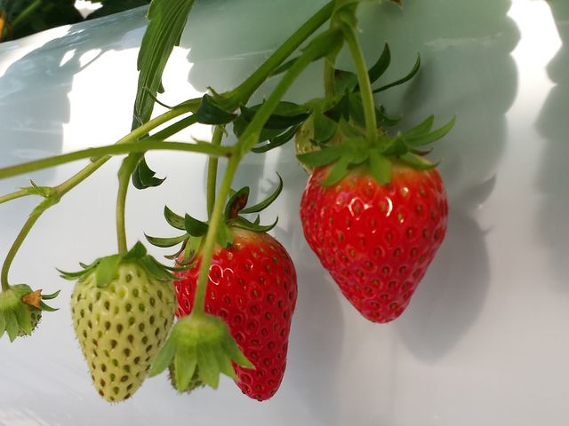 ☆紅ほっぺ☆
<ほっぺがおちるおいしさ!>
たっぷりの甘みの中に、程よい酸味が調和した、ジューシーでコクのあるいちごです。_カウベルいちご園