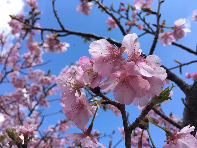 広口苺園