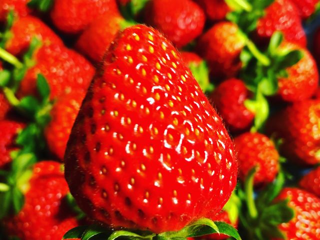 当園では栃木県限定の品種「なつおとめ」を栽培しております。_Mt.Berry 奥日光