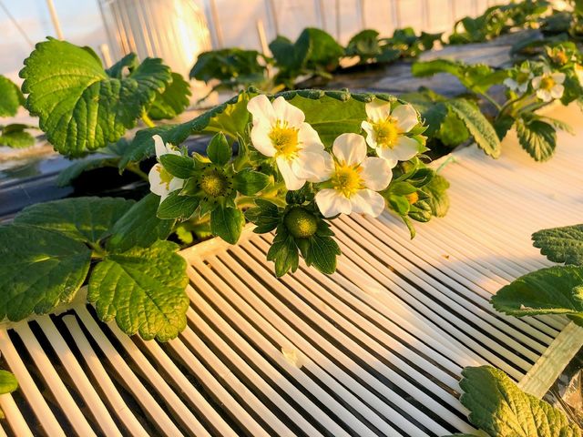 いちごのお花は可愛い!_シミズファーム