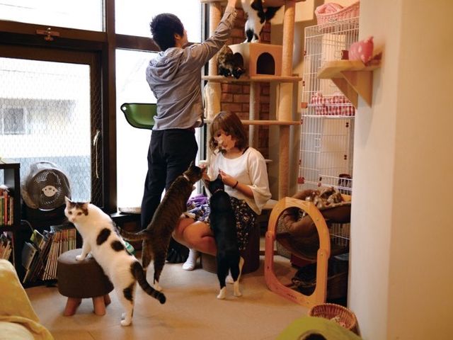 猫カフェコロン