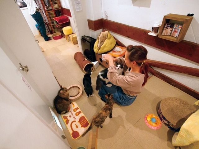 猫カフェコロン