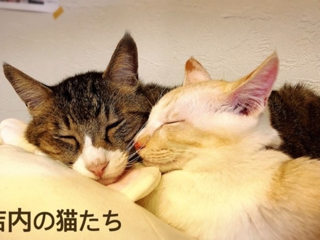 猫カフェコロン
