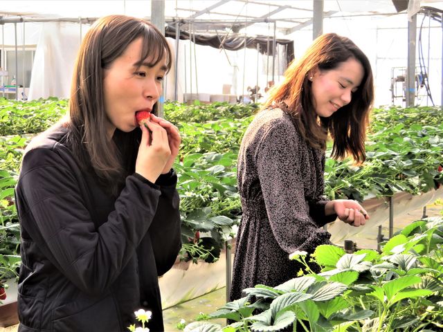 「甘いですか?」って聞いても、うんうんとうなずくだけで、口はモグモグ・・・。_ハイフラワー イチゴ組