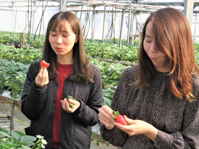 イチゴの味は毎日違います。毎日のおいしさチェックで肥料の微調整をしています。_ハイフラワー イチゴ組