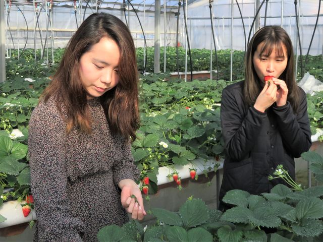 高設栽培なので食べやすい! タキシードやドレスを着てきても大丈夫ですよ!!_ハイフラワー イチゴ組