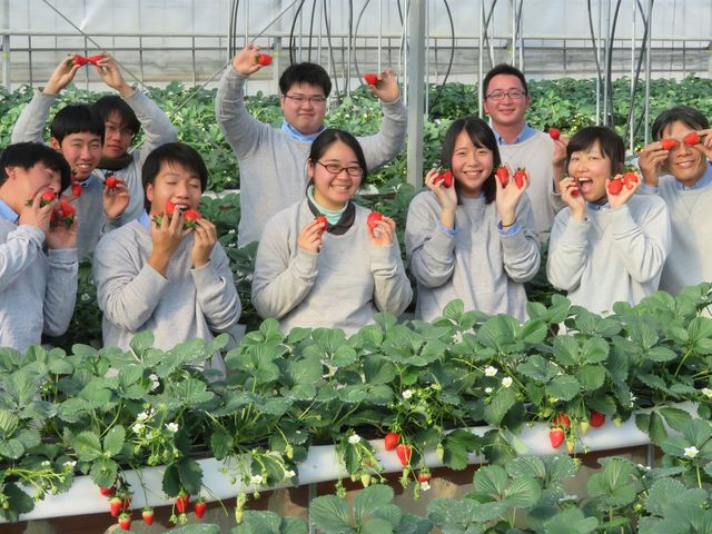 ハイフラワーイチゴ組に花組も加わってイチゴ摘み。_ハイフラワー イチゴ組