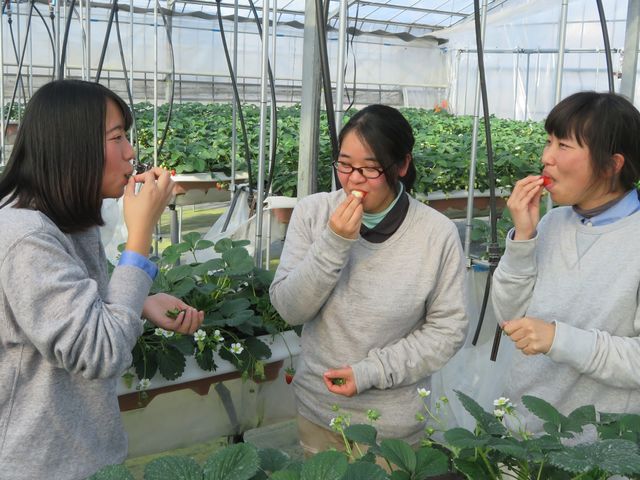 花組の3人、ずっと食べ続けていました!!味は・・・〇ですって、^^。_ハイフラワー イチゴ組