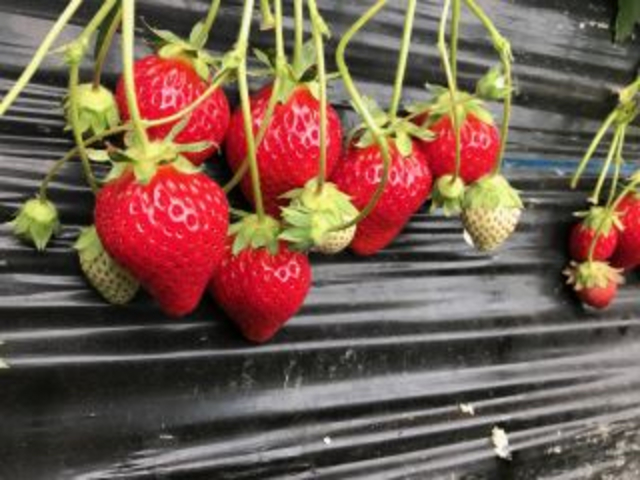 真っ赤な完熟いちご!_いちごファクトリー