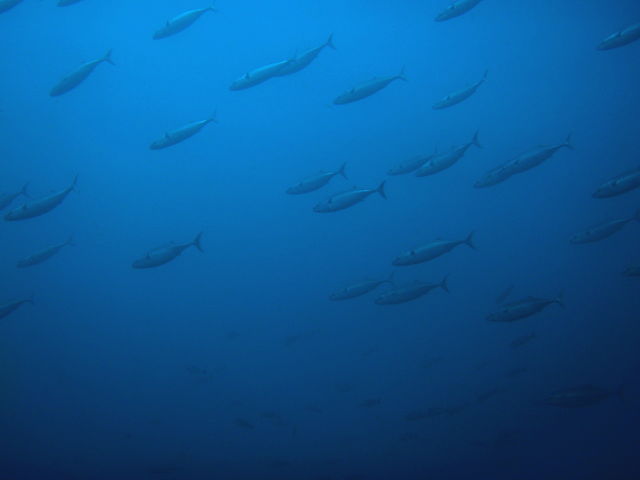 リブ・アロハ・シー