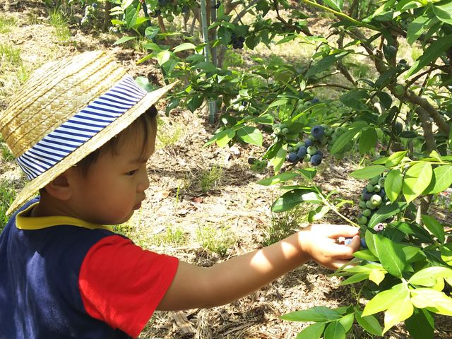 小さなお子様でも摘み取りやすいです。_ピコブルーベリー農園