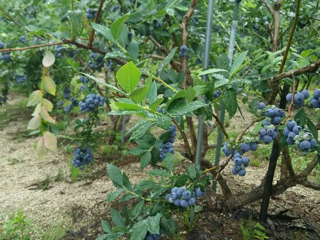 ピコブルーベリー農園