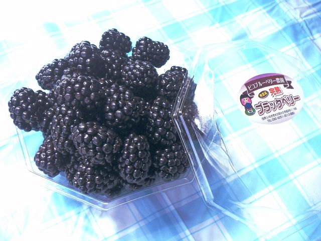 ブラックベリー_ピコブルーベリー農園