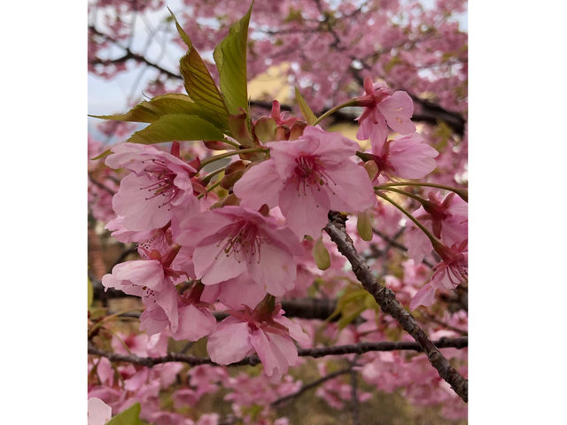 桜の香りも作れます。あなたのイメージを香りで表現してみましょう_香水教室 マル・ダムール